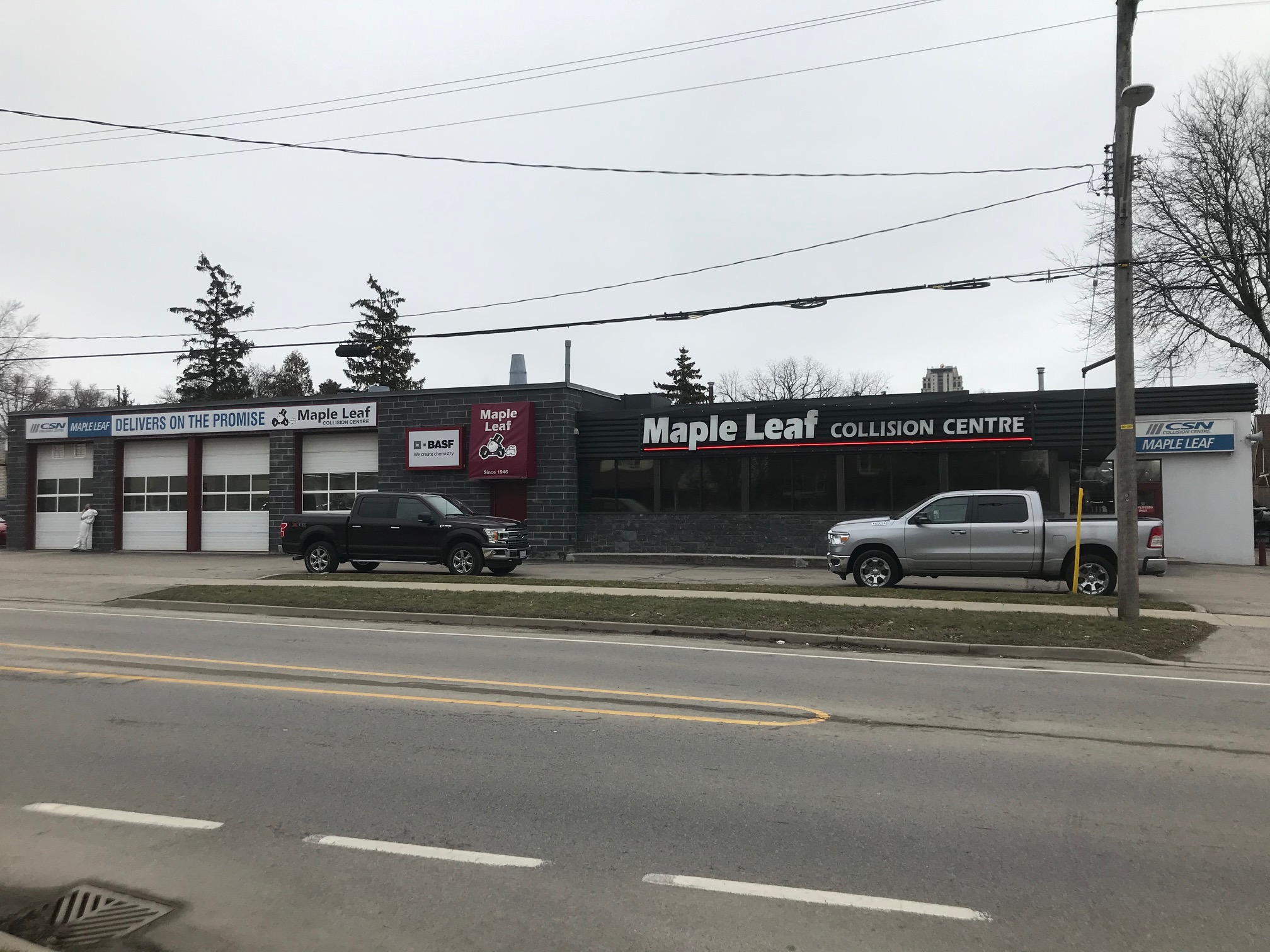 CSN - MAPLE LEAF gallery 1